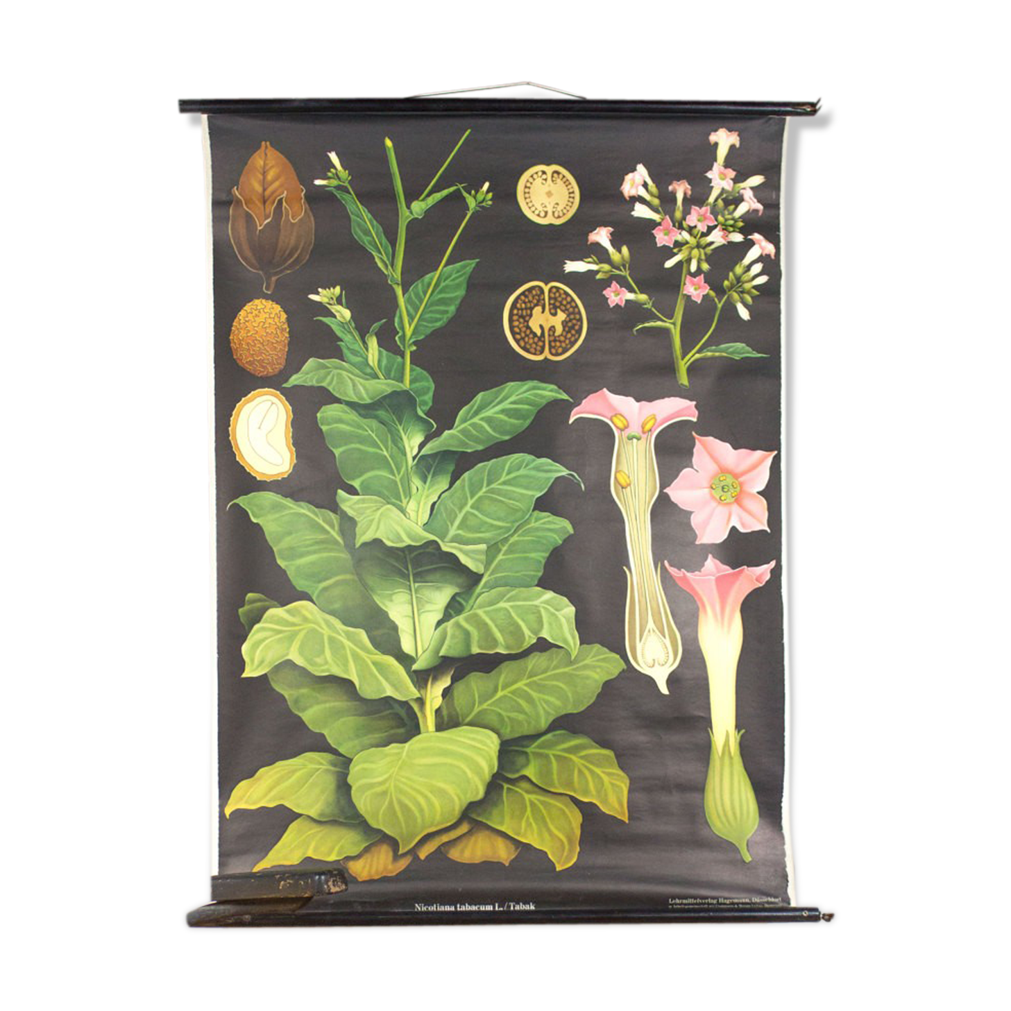 Educational poster 1972 tobacco plant