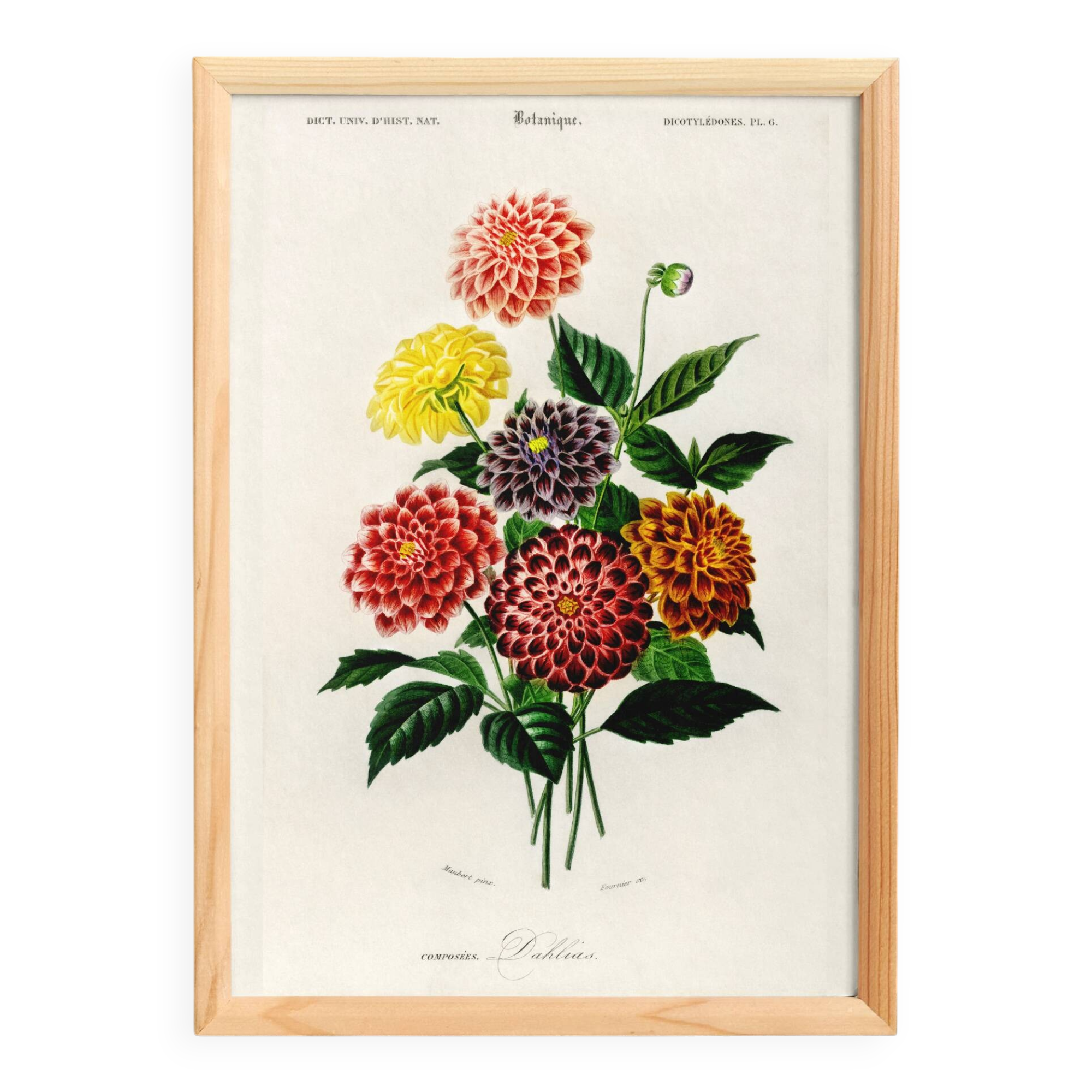 Poster about the Dahlia, based on an old engraving from 1849.