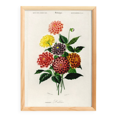 Affiche sur le Dahlia, d’après une gravure ancienne de 1849.