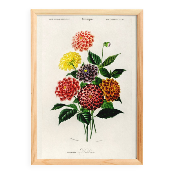 Affiche sur le Dahlia, d’après une gravure ancienne de 1849.