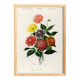 Poster about the Dahlia, based on an old engraving from 1849.