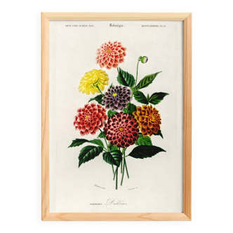 Poster about the Dahlia, based on an old engraving from 1849.