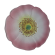 Vintage plate