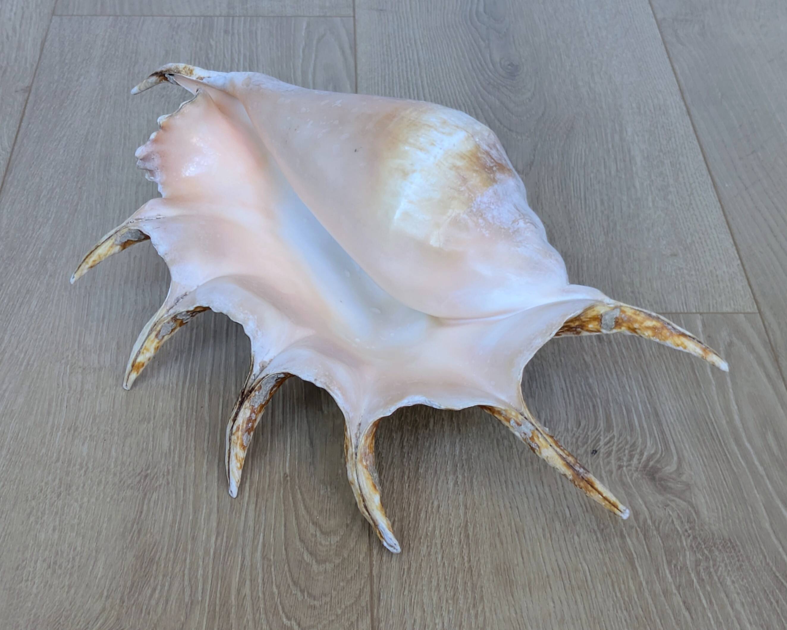 Great Shell – Giant Scallop Lambis truncata - Exceptional 37 cm