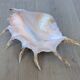 Great Shell – Giant Scallop Lambis truncata - Exceptional 37 cm
