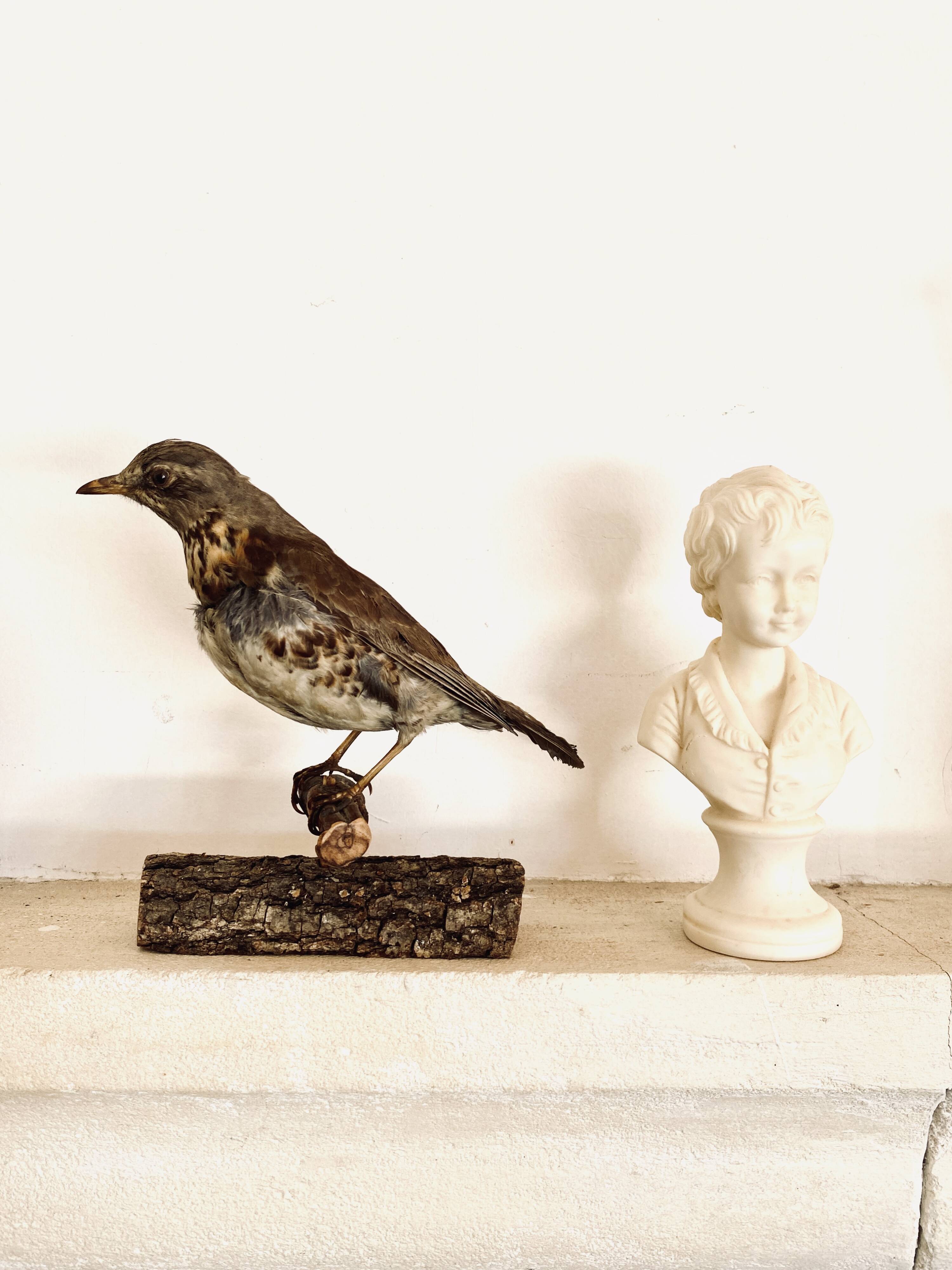Stuffed bird, taxidermy, cabinet of curiosities