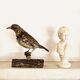 Oiseau empaillé, taxidermie, cabinet de curiosités