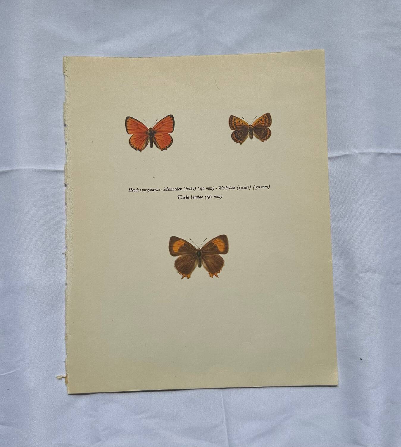 Botanical plate engraving butterfly naturalist 1900 etching antique