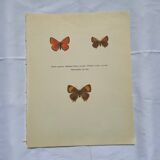 Botanical plate engraving butterfly naturalist 1900 old etching