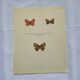 Botanical plate engraving butterfly naturalist 1900 etching antique