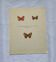Botanical plate engraving butterfly naturalist 1900 etching antique