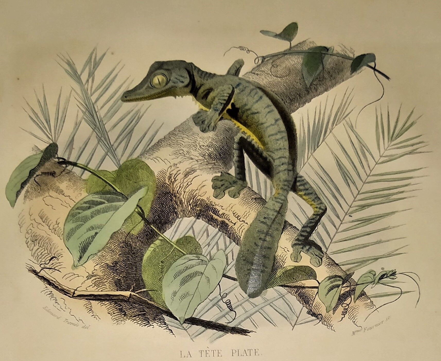 Original zoological plate of 1839 " la tête plate & le tapaye "