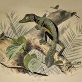 Planche zoologique originale de 1839 " la tête plate & le tapaye "