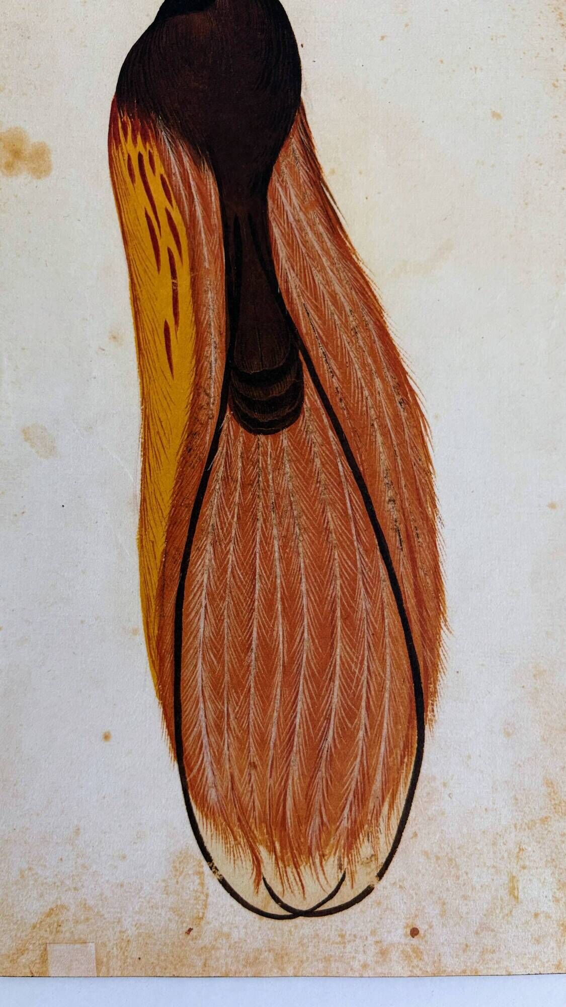 Impressions of the natural history of the Renaissance, pair of facsimiles of the Codex Pomar, 1990s.