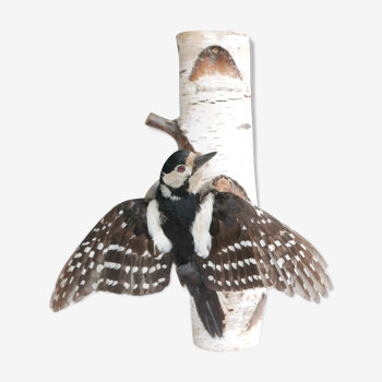 Bird, Woodpecker naturalized, wall decoration, 80s