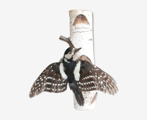 Oiseau, Pic épeiche naturalisé, décor mural, années 80