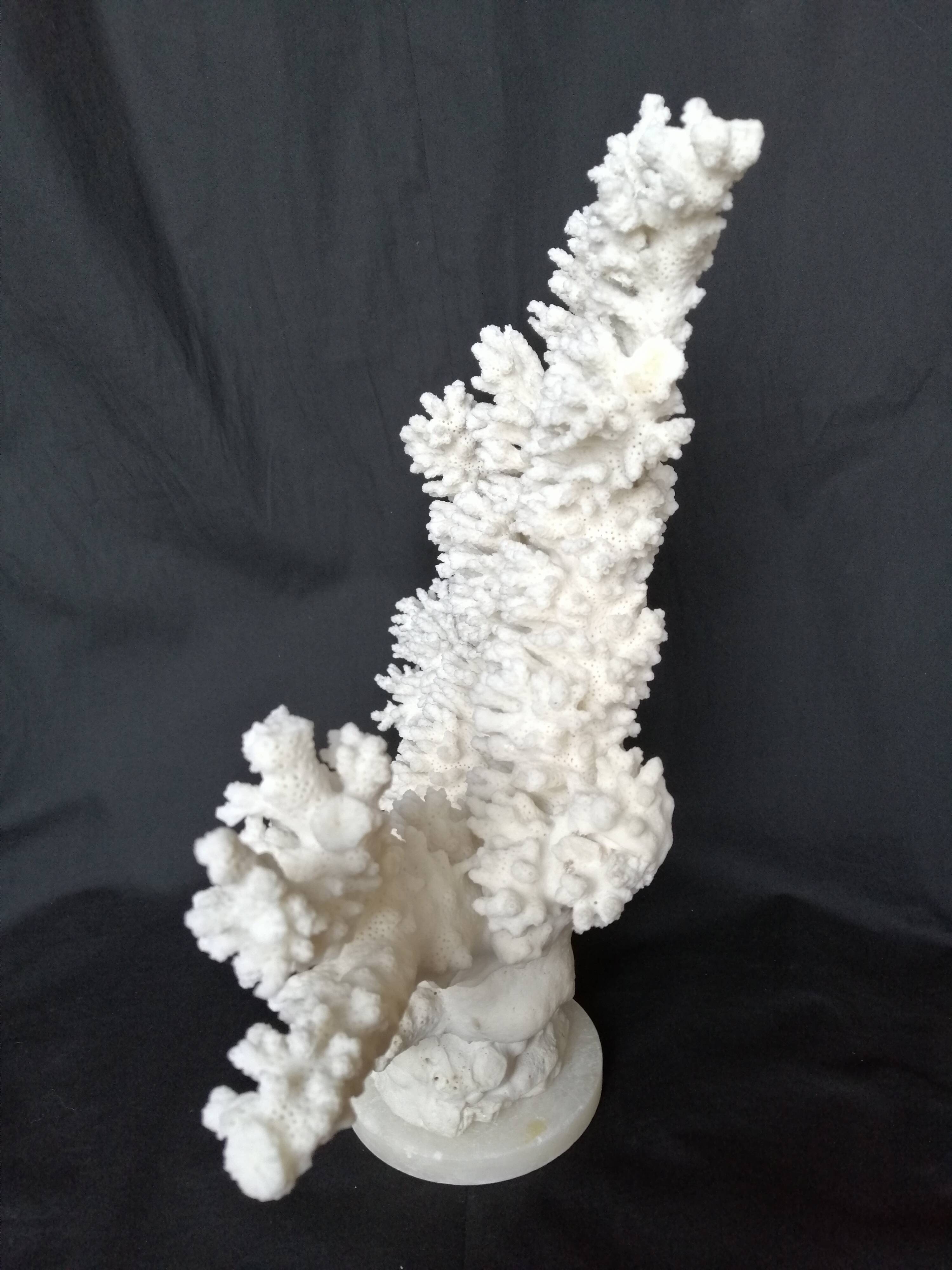 Ancient white coral