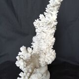 Corail blanc ancien