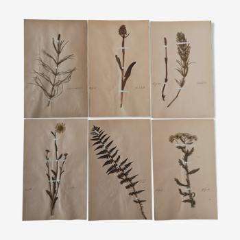 Suite of 6 old herbarium boards