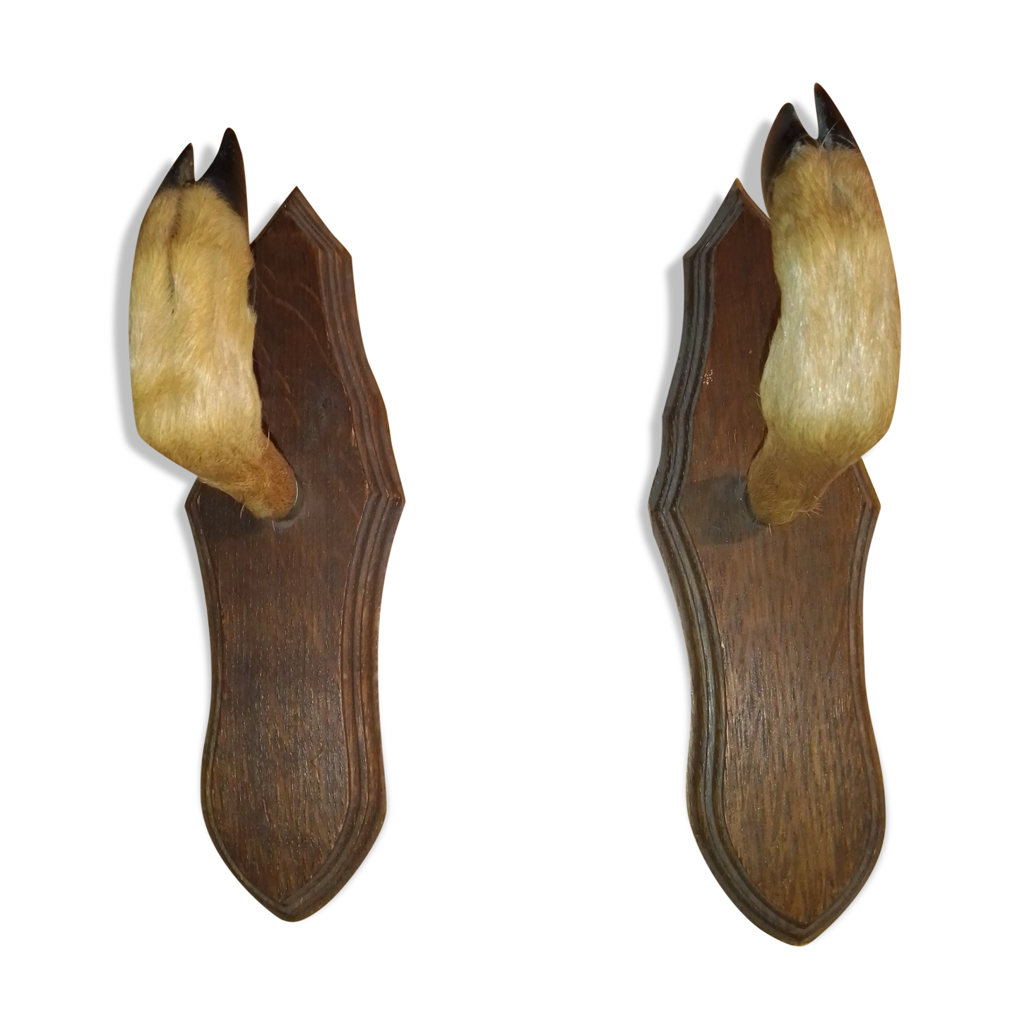 PatèreS taxidermie