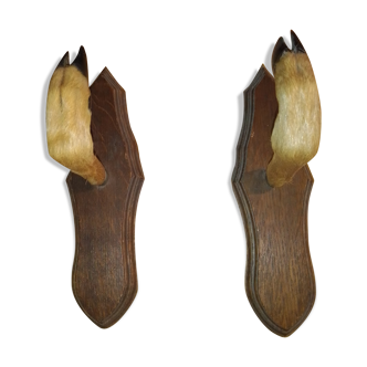 Patère taxidermy