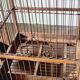 Cage à oiseaux en bois, XIXème s.