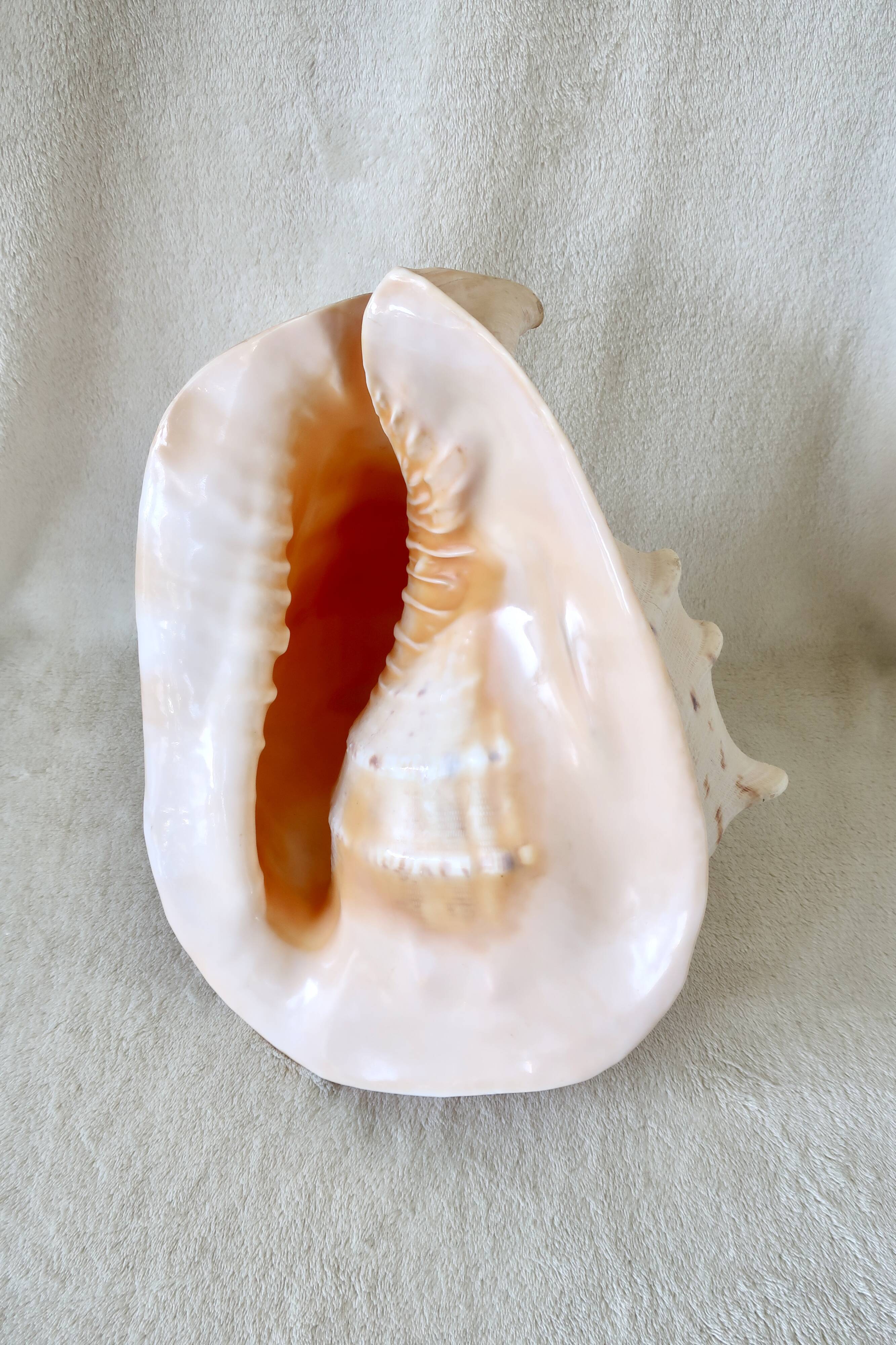 Rare and Large "Cassis Cornuta", Horned Helmet 32 cm, TBE