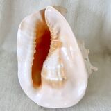 Rare and Large "Cassis Cornuta", Horned Helmet 32 cm, TBE