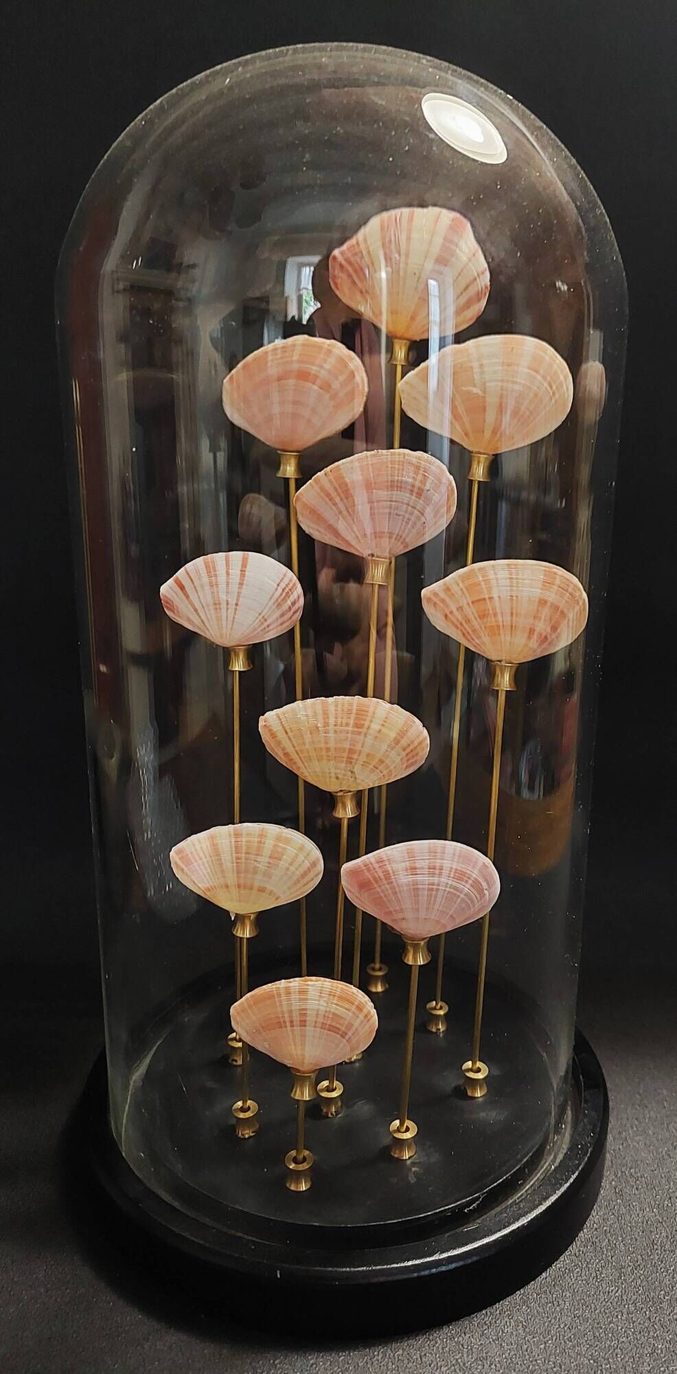 Cabinet de Curiosités globe aux coquillages tellina radiata