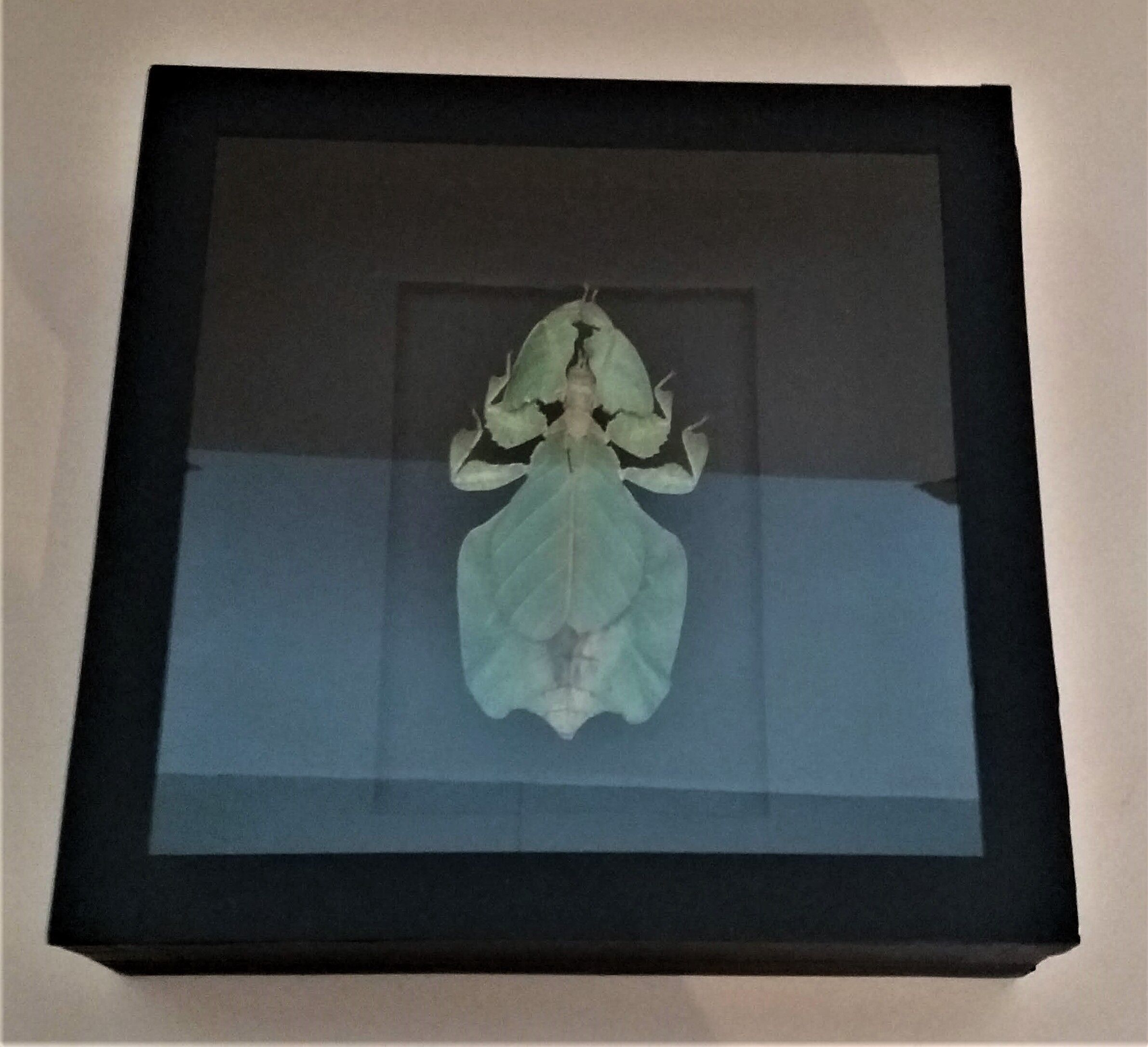 Entomology frame with phasm sheet phyllium bioculatum pulchrifyllium