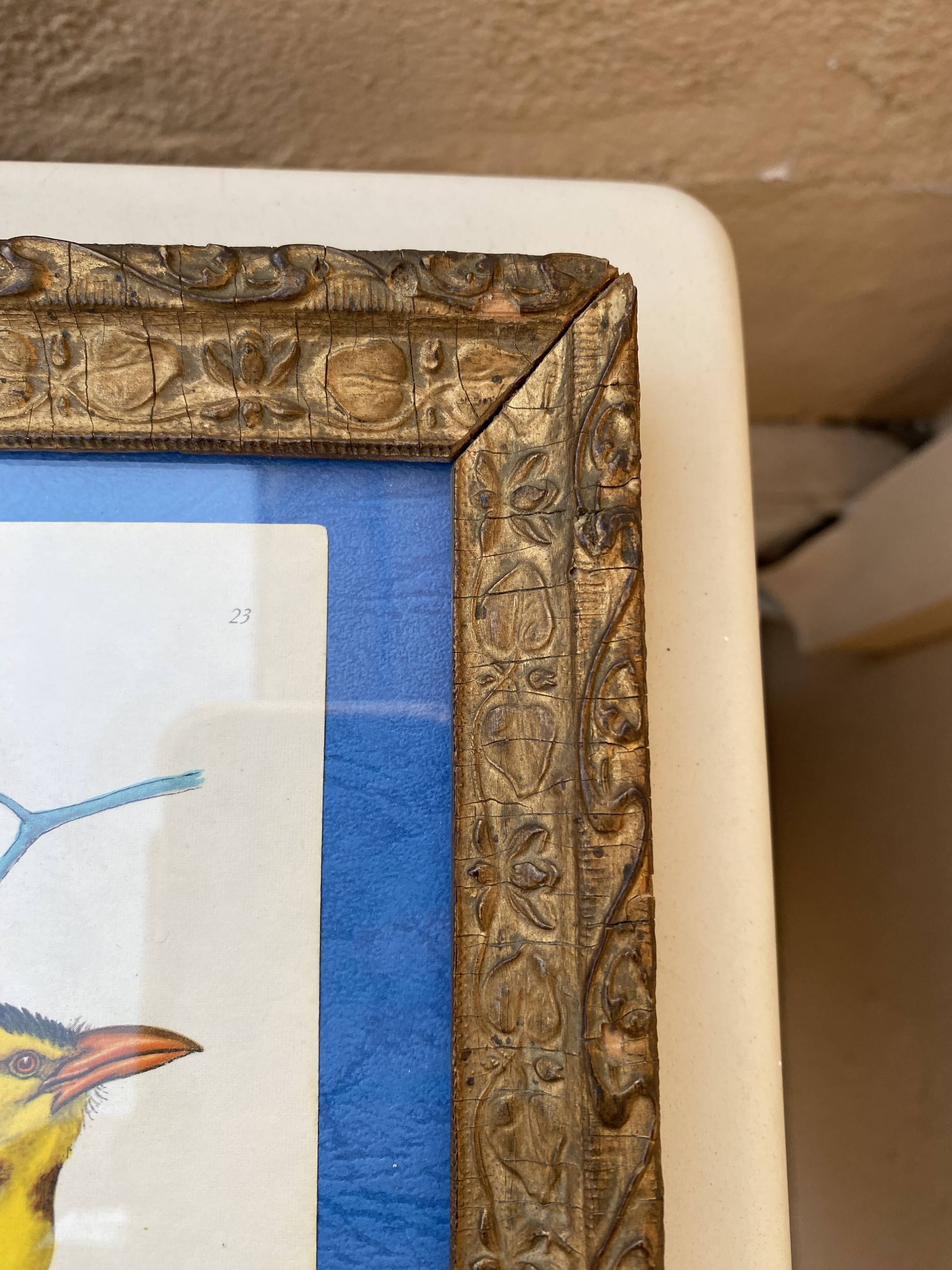 Ornithological frame “cage birds”.