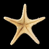 Étoiles de mer