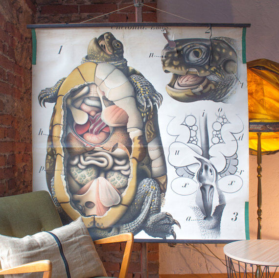 Antique poster from the beginning of the 20th century Paul Pfurtscheller "turtle" 1913