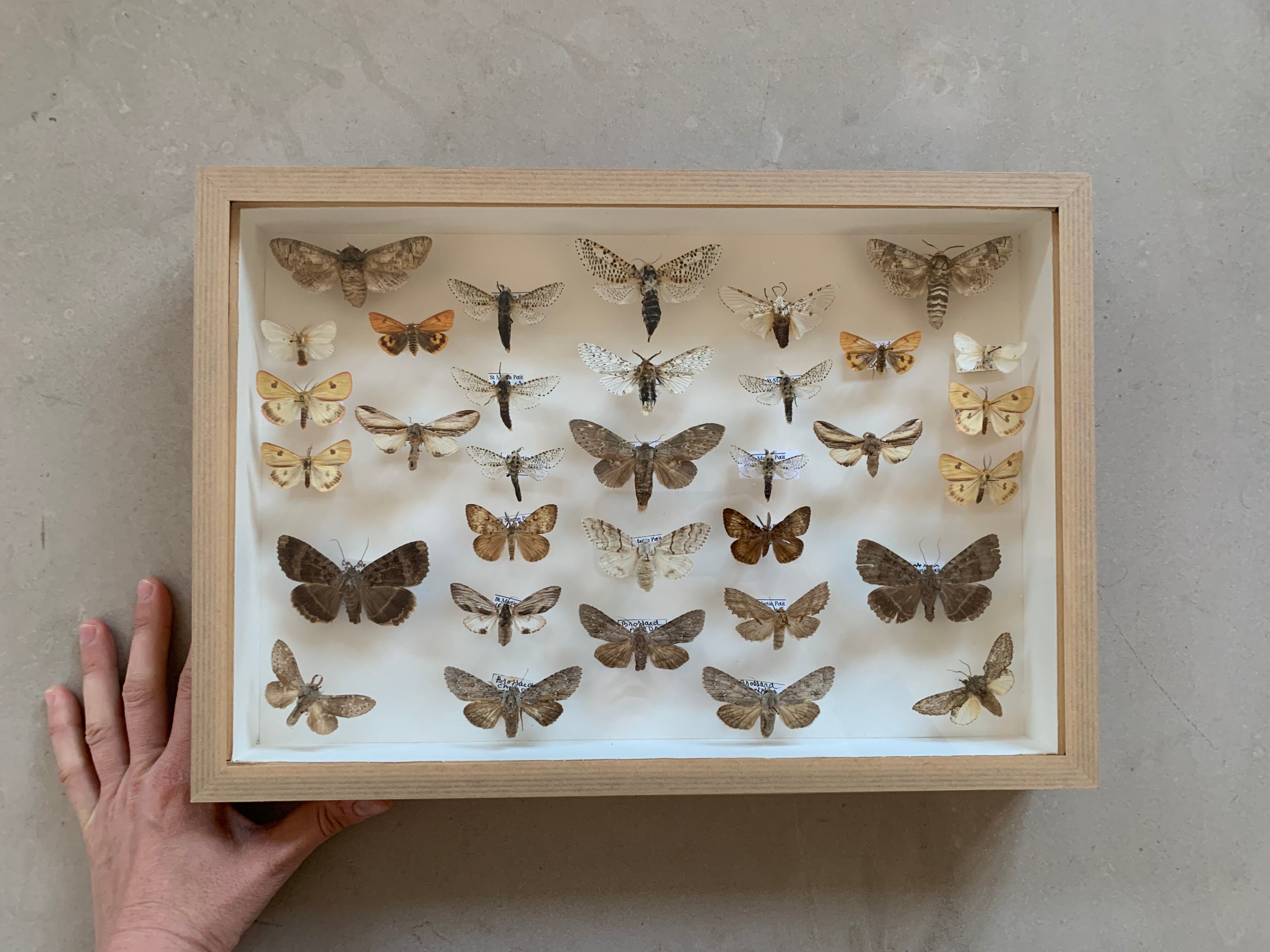 Butterfly frame stuffed under glass
