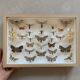 Butterfly frame stuffed under glass