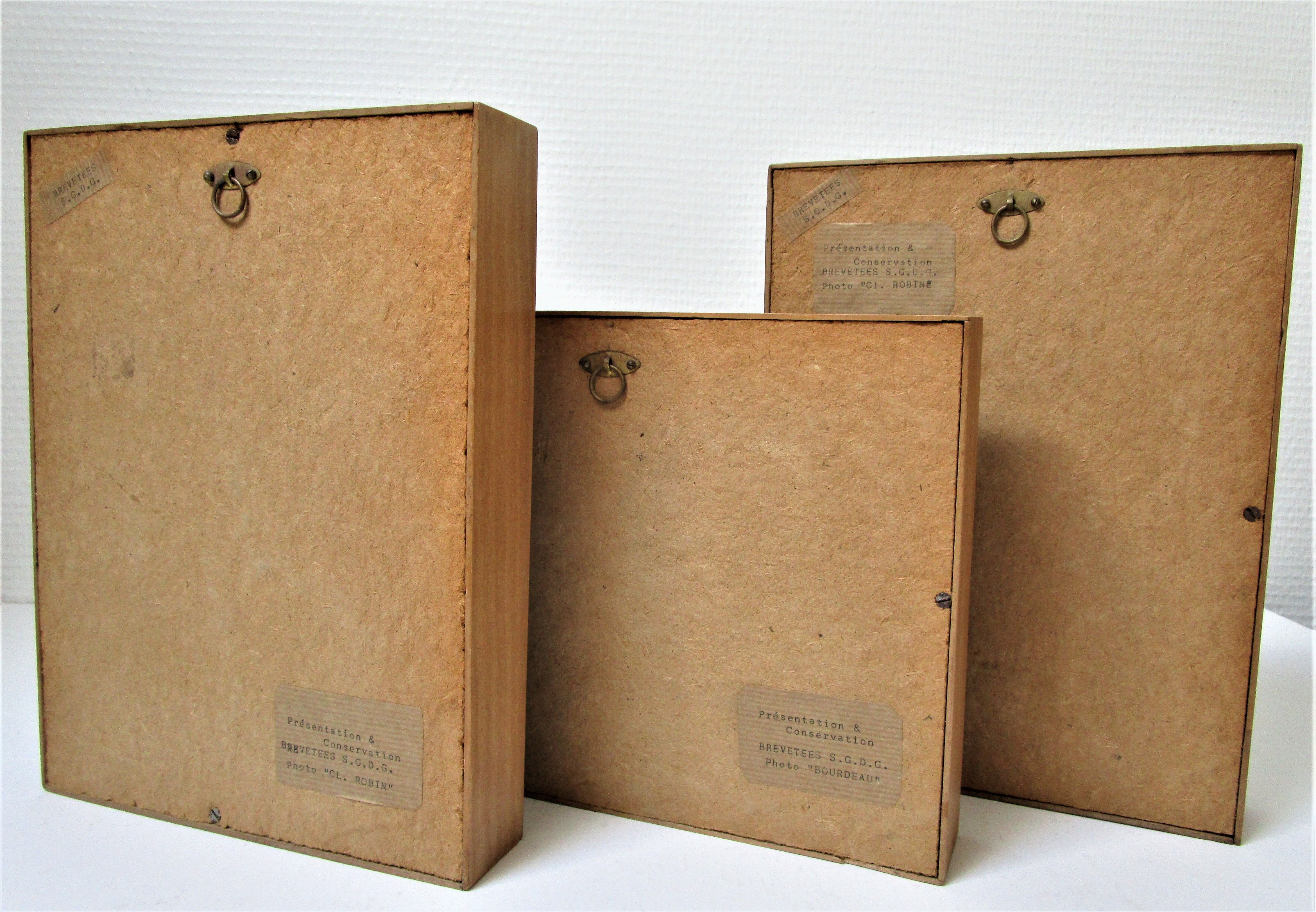 Three wooden frames with naturalized butterflies vintage 60s