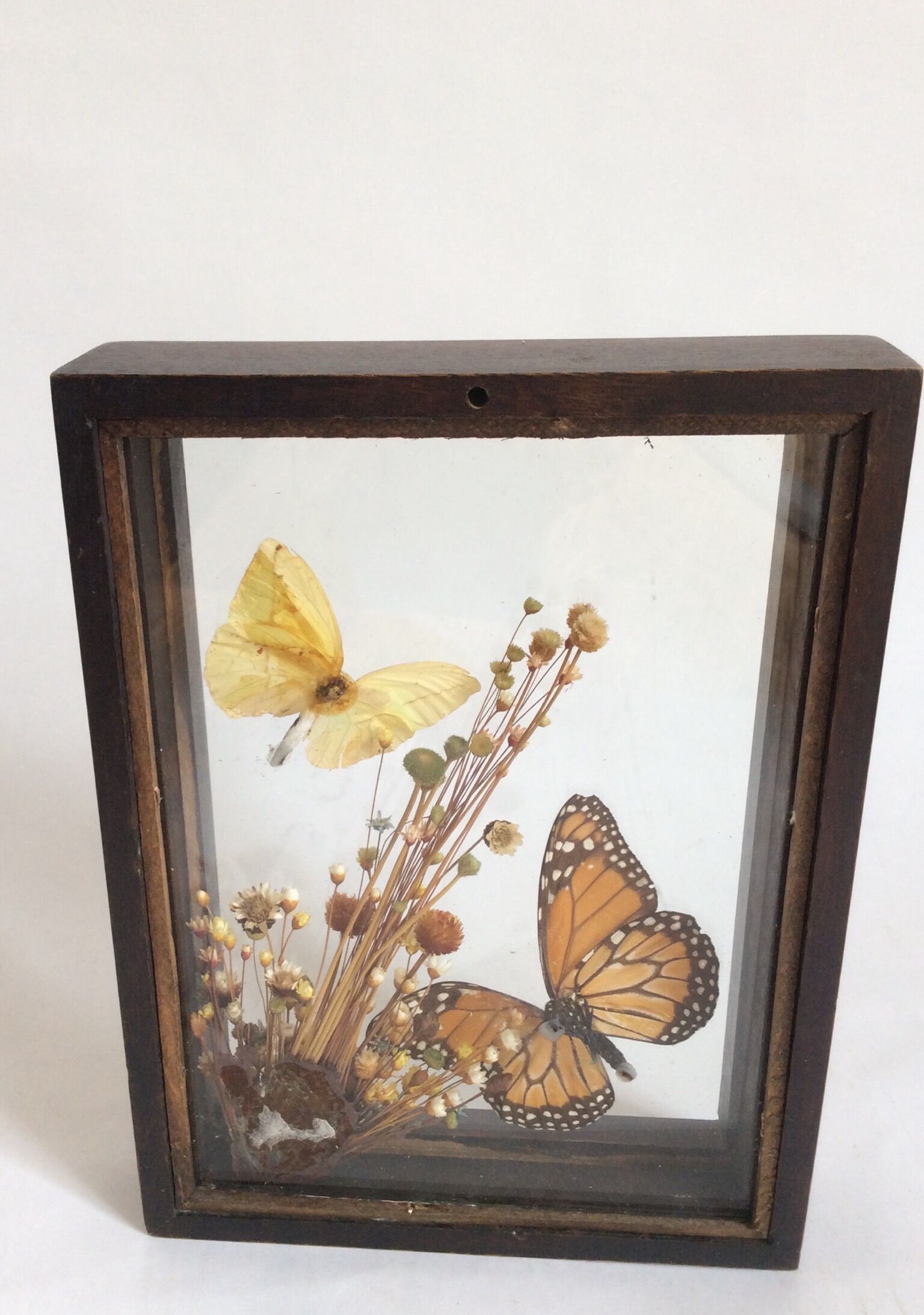 Naturalized butterflies and flowers
