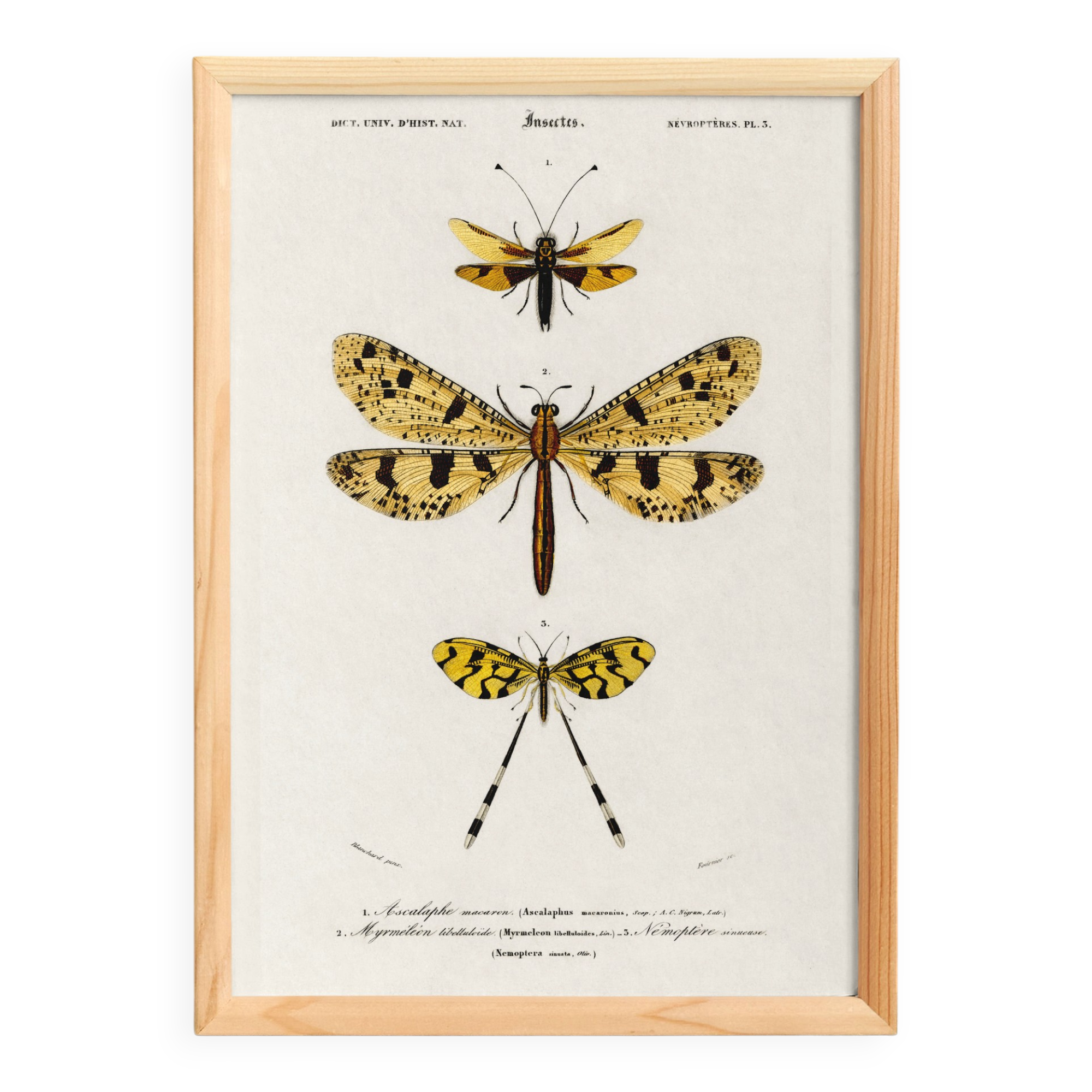 Poster about insects, based on an old engraving from 1849.