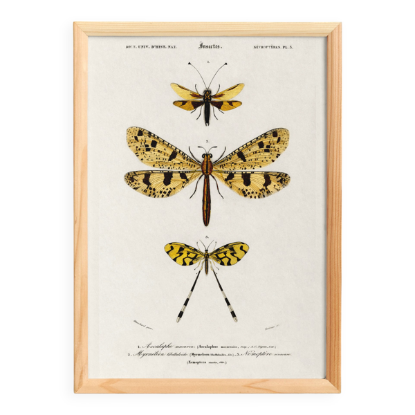 Affiche sur les insectes, d’après une gravure ancienne de 1849.