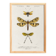 Poster about insects, based on an old engraving from 1849.