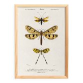 Poster about insects, based on an old engraving from 1849.