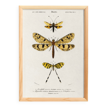 Poster about insects, based on an old engraving from 1849.