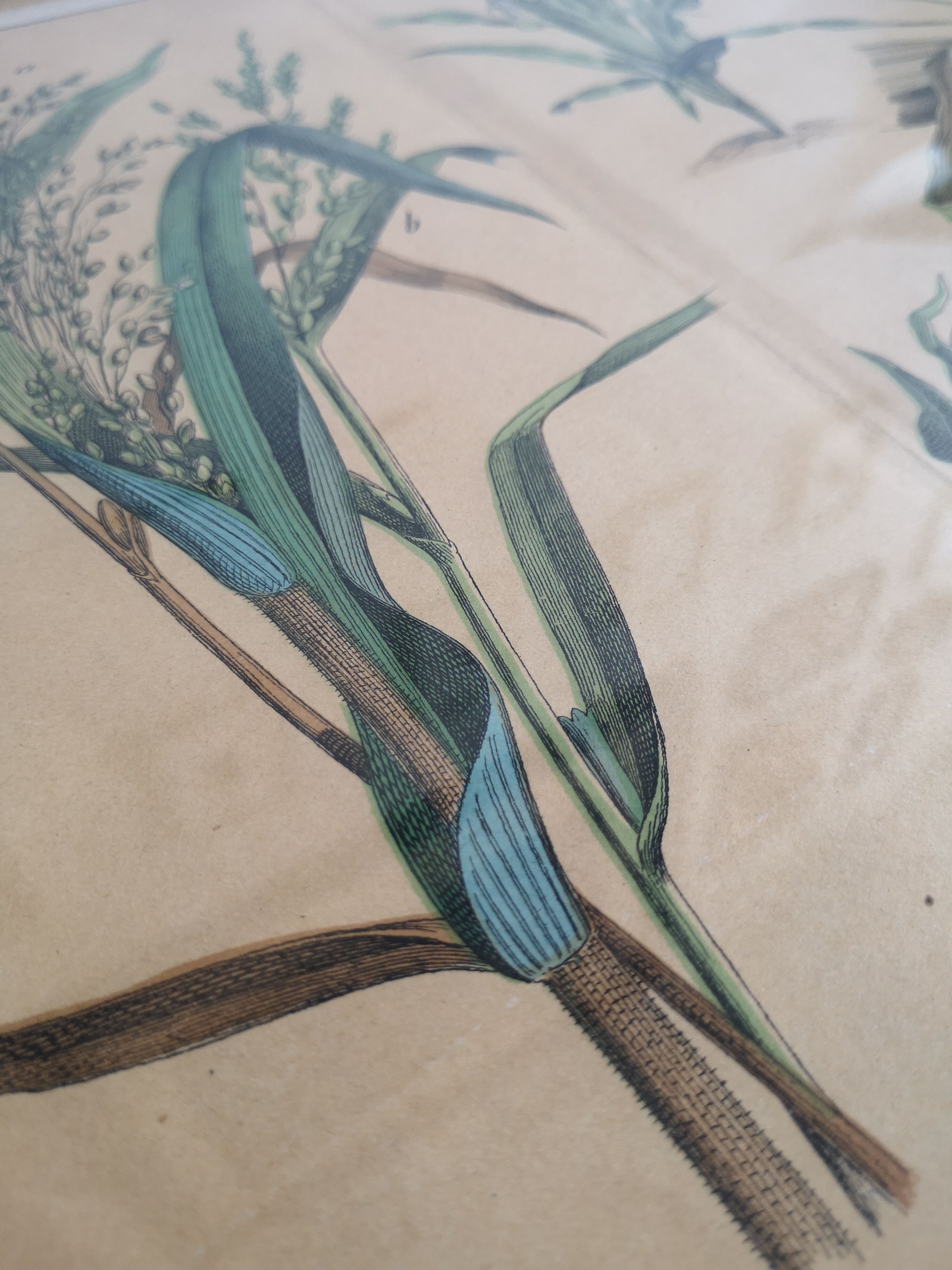 Framed botanical poster "Millet, rice, corn"