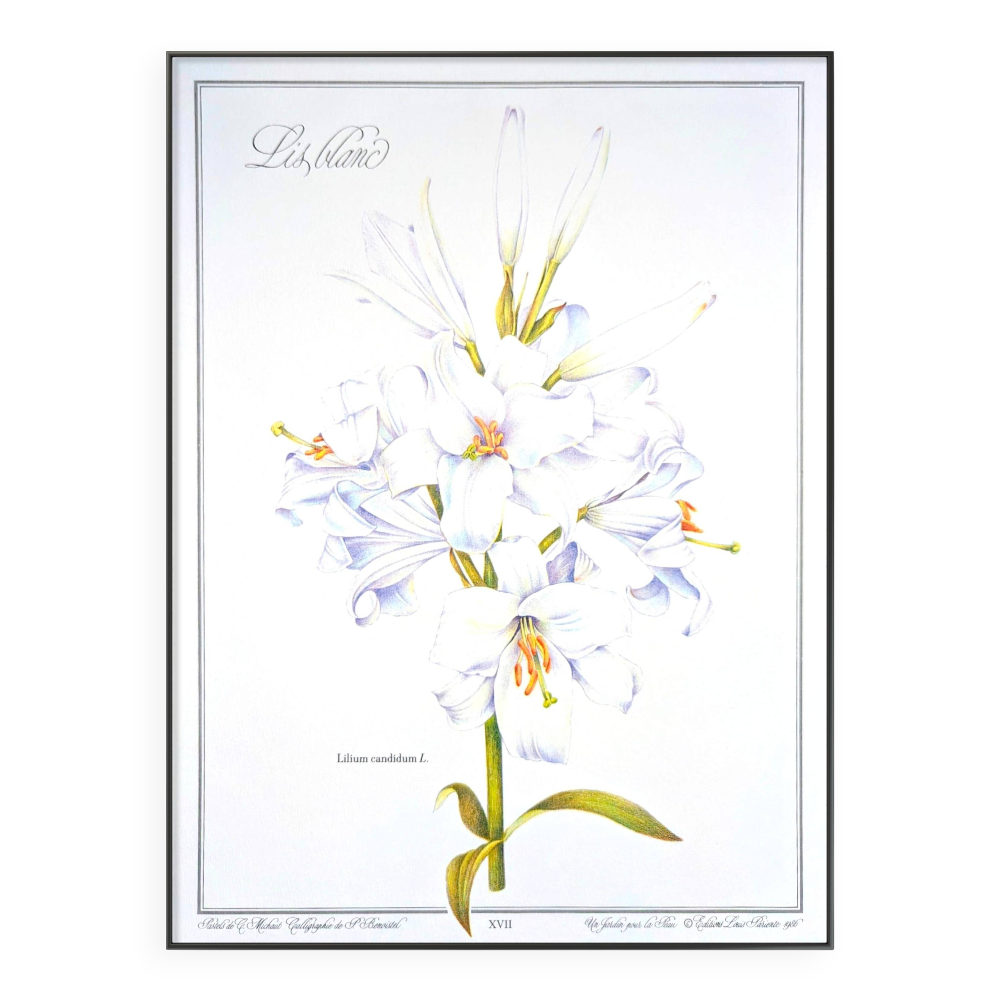 Printed in 1986, White Lily. Botanical plate.