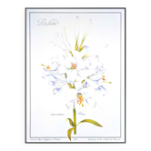 Printed in 1986, White Lily. Botanical plate.