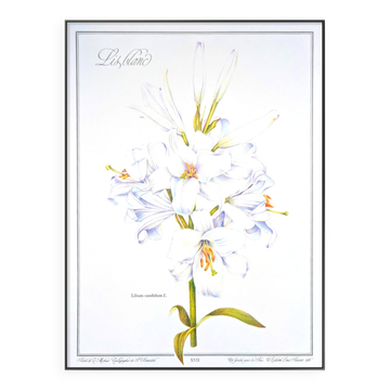 Printed in 1986, White Lily. Botanical plate.