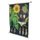 Large Vintage School Card Sunflower Jung Koch Quentell 117cm