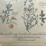 Botanical plank "Tisane to help children sleep"