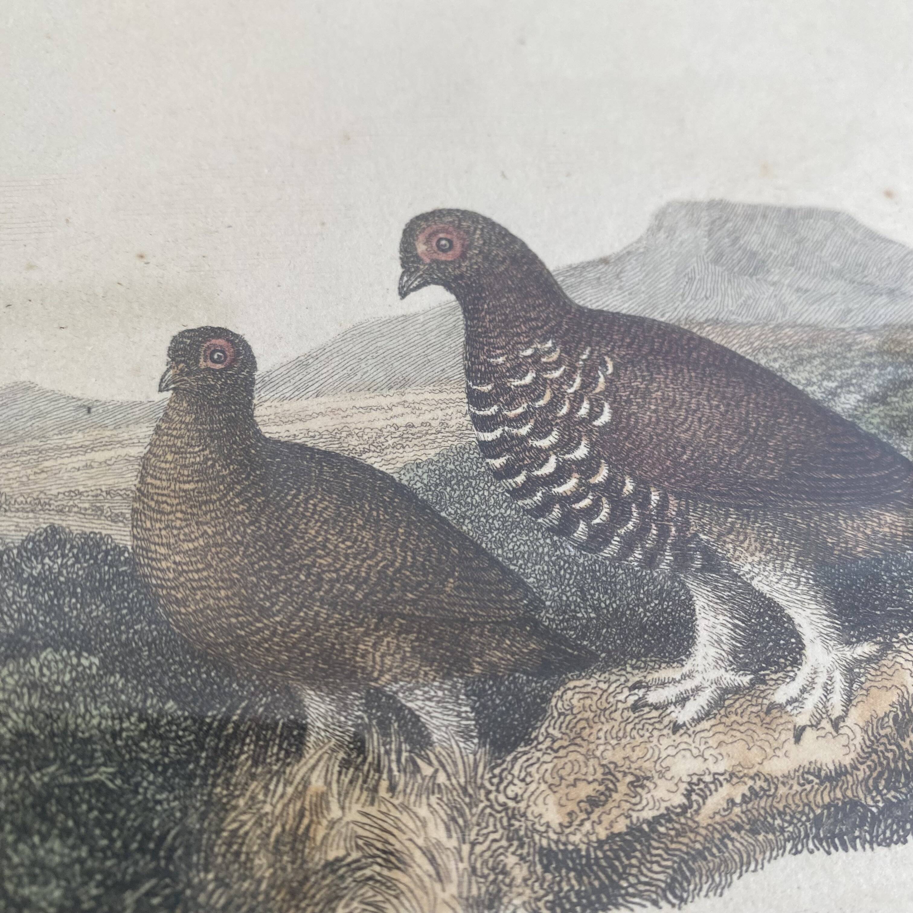 Old framed engraving of birds "red grouse"