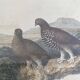 Old framed engraving of birds "red grouse"